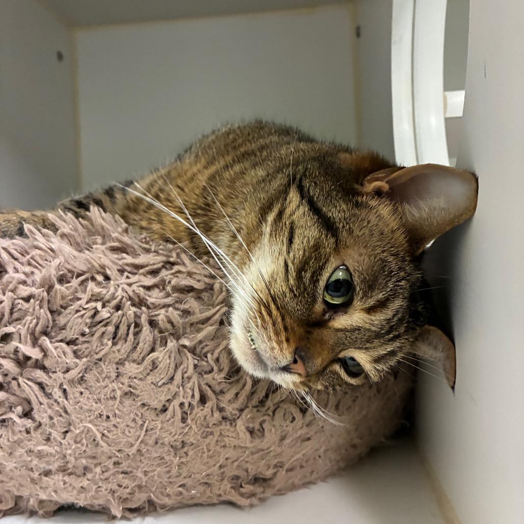 Lola, Adoptable, Senior Female Domestic Short Hair.