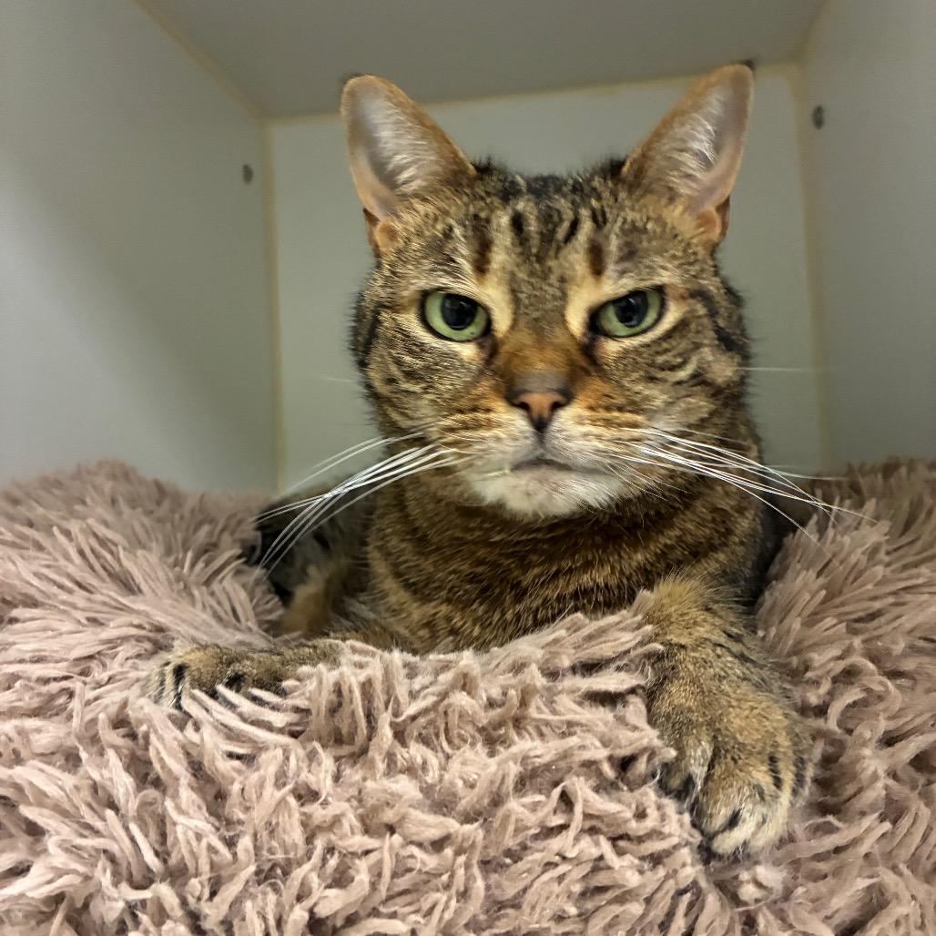 Enlarge Lola, a Adoptable mixed breed in Woodinville, WA image 2/2