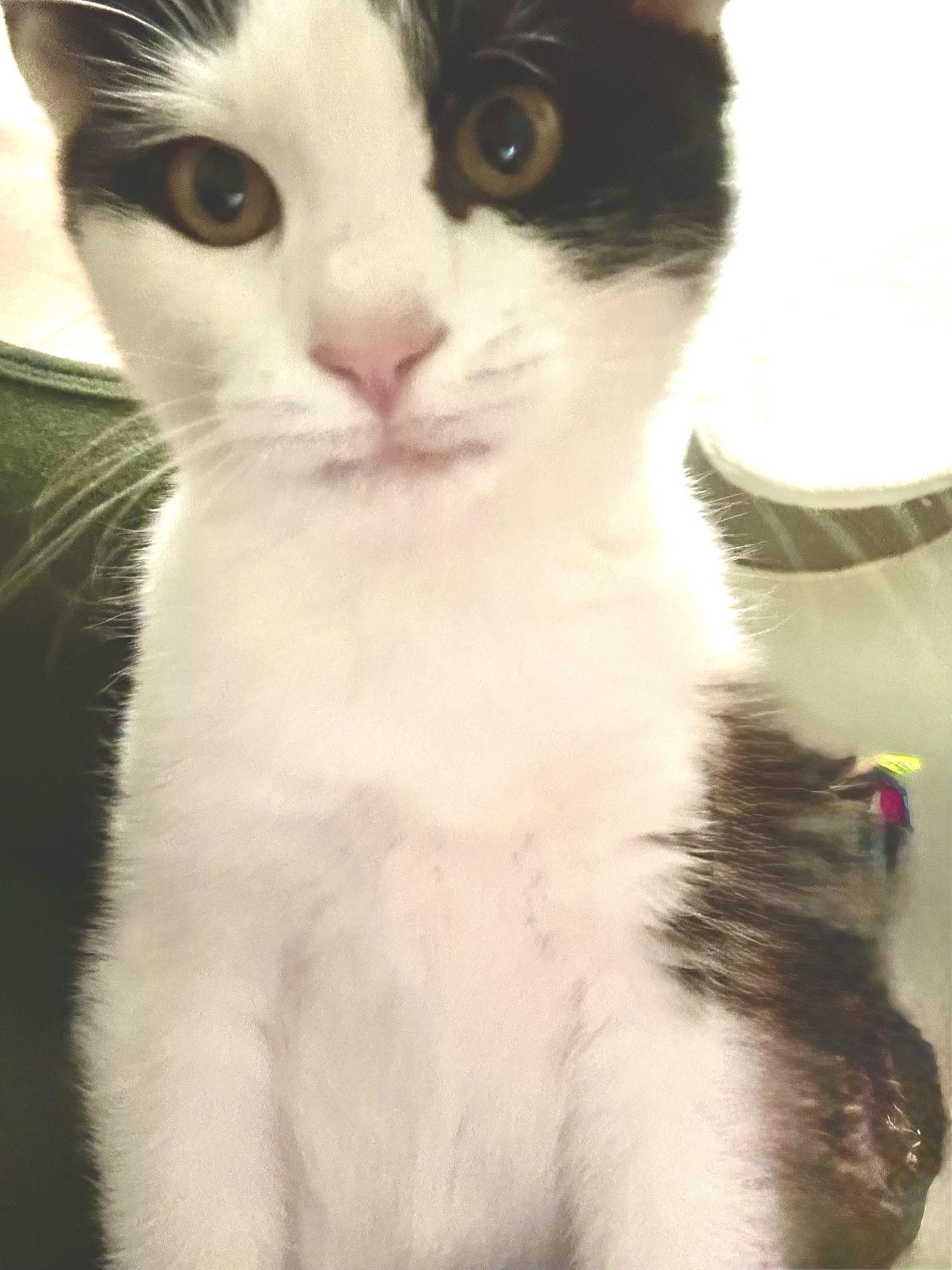 Enlarge Jack, a Adoptable Domestic Short Hair in Fort Myers, FL image 1/1