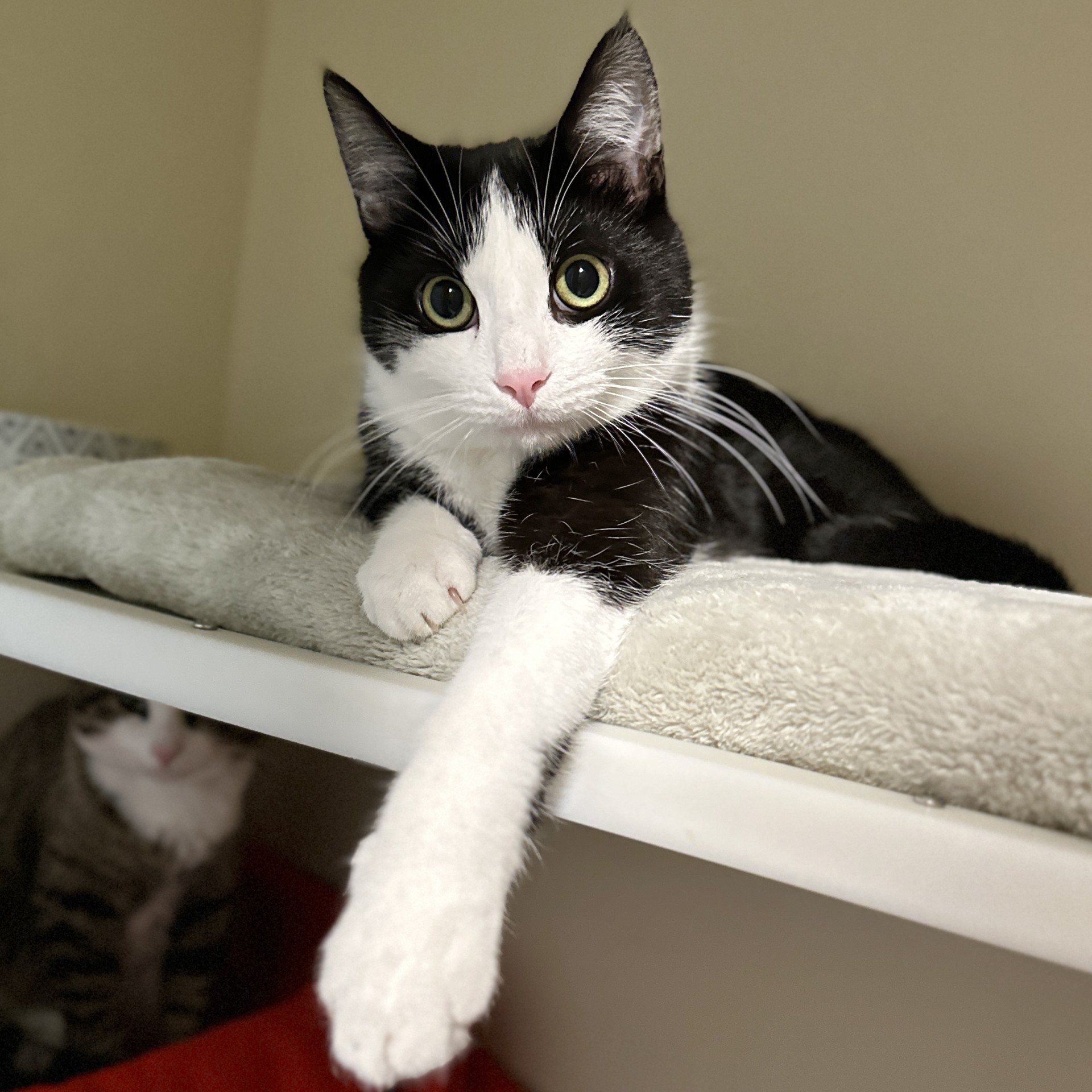 Oreo, a Adoptable Domestic Short Hair in Victor, NY image 4/6