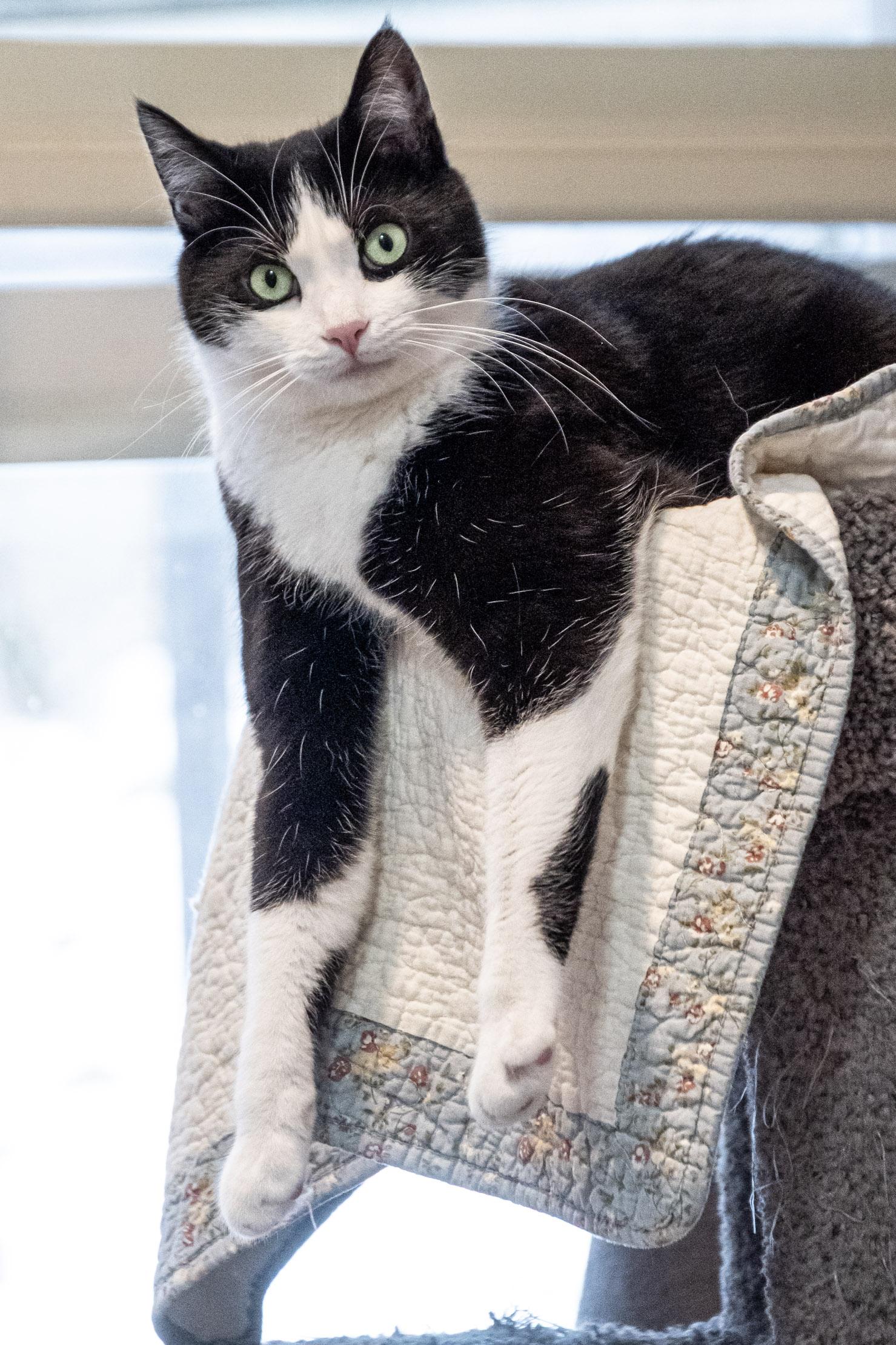 Enlarge Oreo, a Adoptable Domestic Short Hair in Victor, NY image 6/6