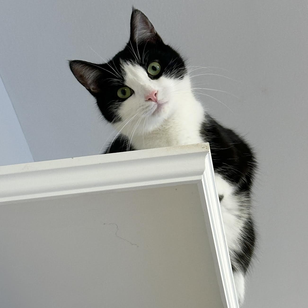 Oreo, a Adoptable Domestic Short Hair in Victor, NY image 6/6