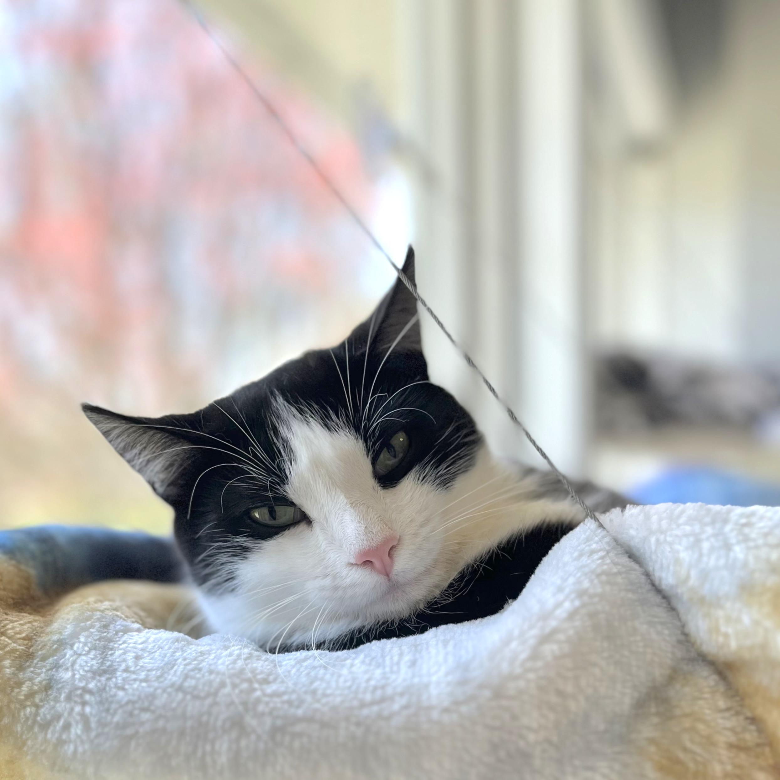 Oreo, a Adoptable Domestic Short Hair in Victor, NY image 2/6