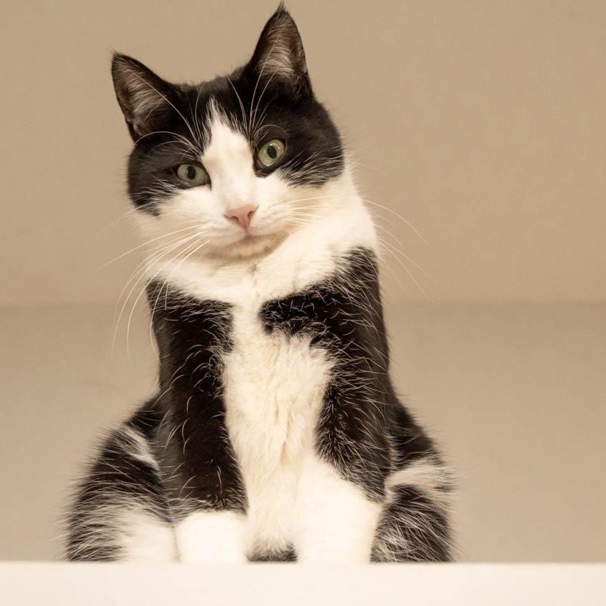 Enlarge Oreo, an adopted Domestic Short Hair in Victor, NY image 6/6