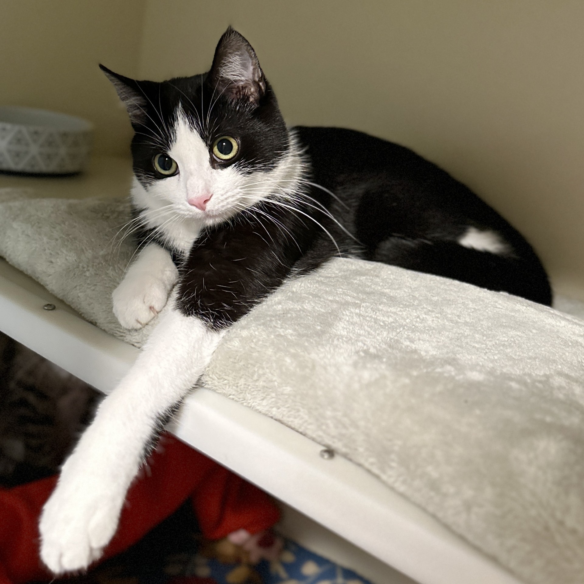 Oreo, a Adoptable Domestic Short Hair in Victor, NY image 5/6