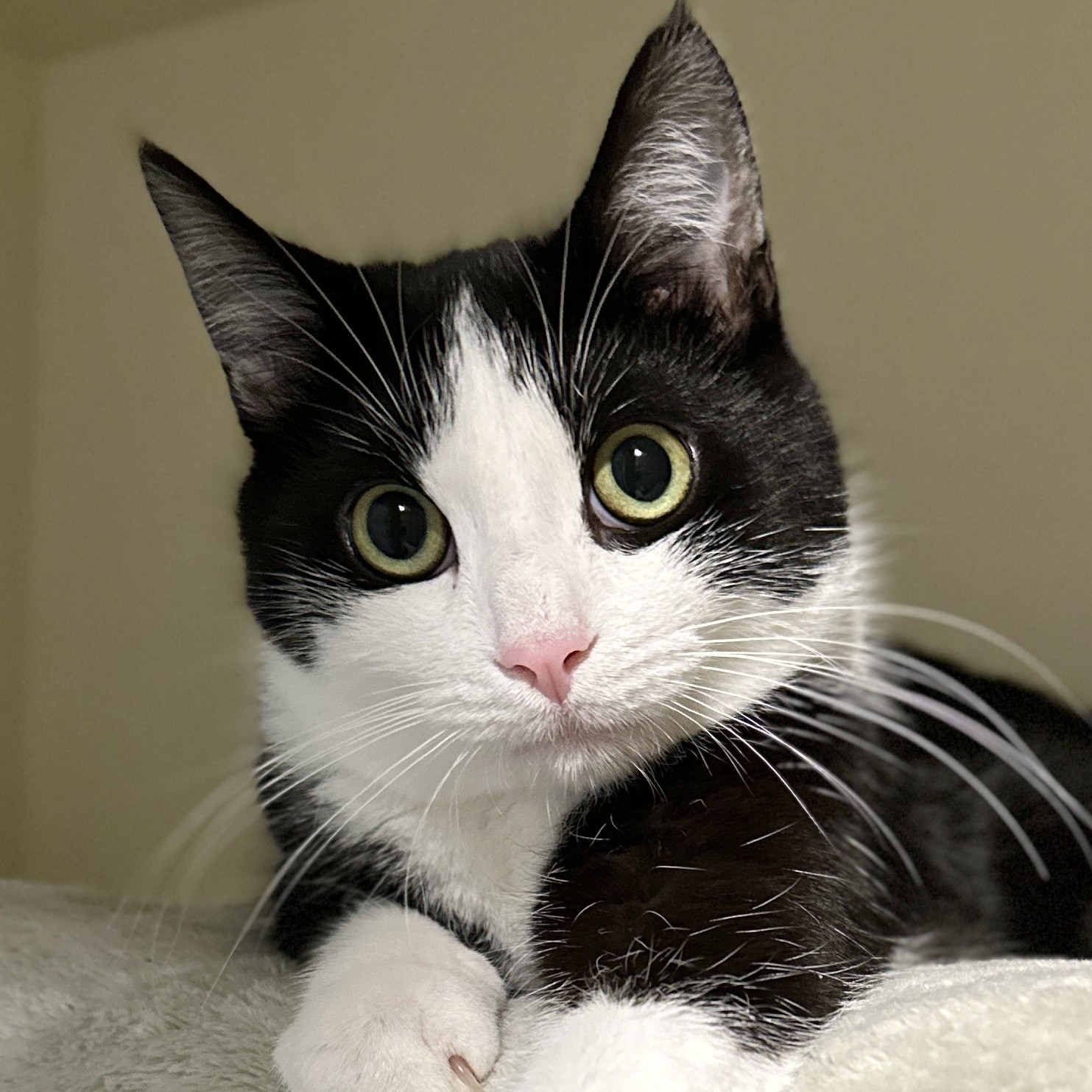 Oreo, a Adoptable Domestic Short Hair in Victor, NY image 3/6