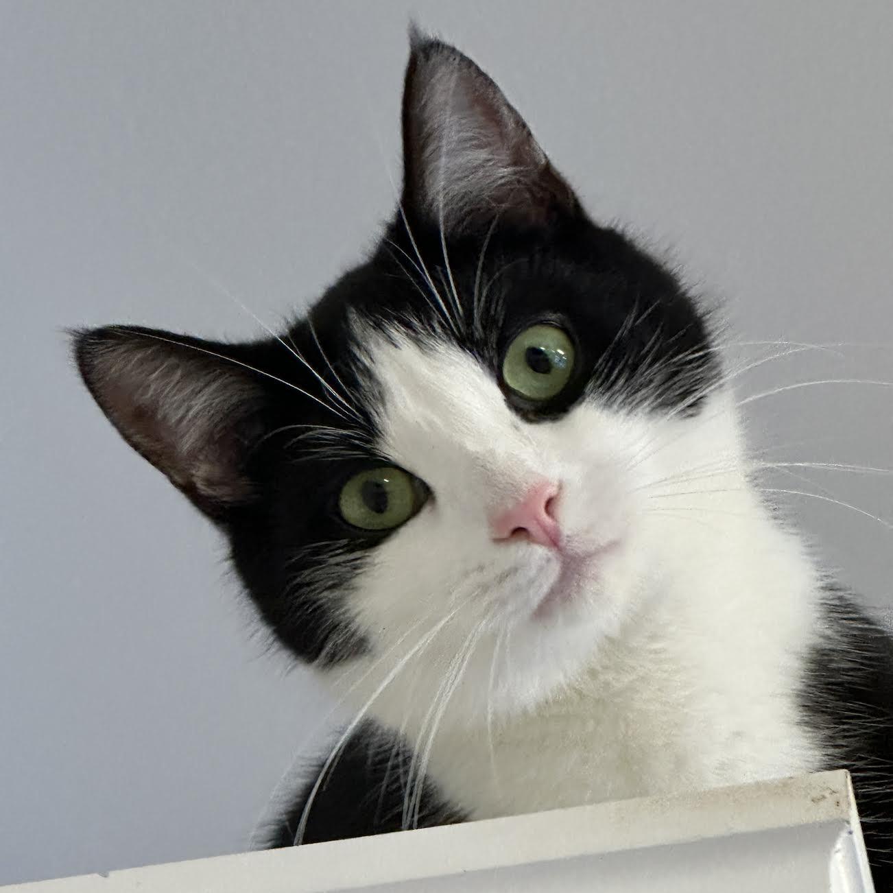 Oreo, Adoptable, Adult Male Domestic Short Hair.