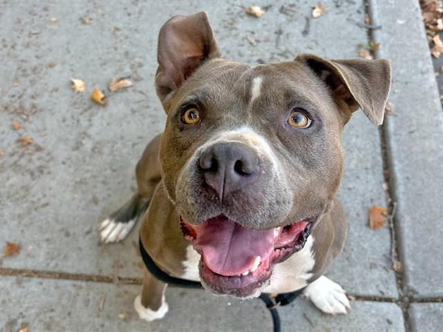 Enlarge NOVA, a Adoptable Pit Bull Terrier in Ojai, CA image 1/1