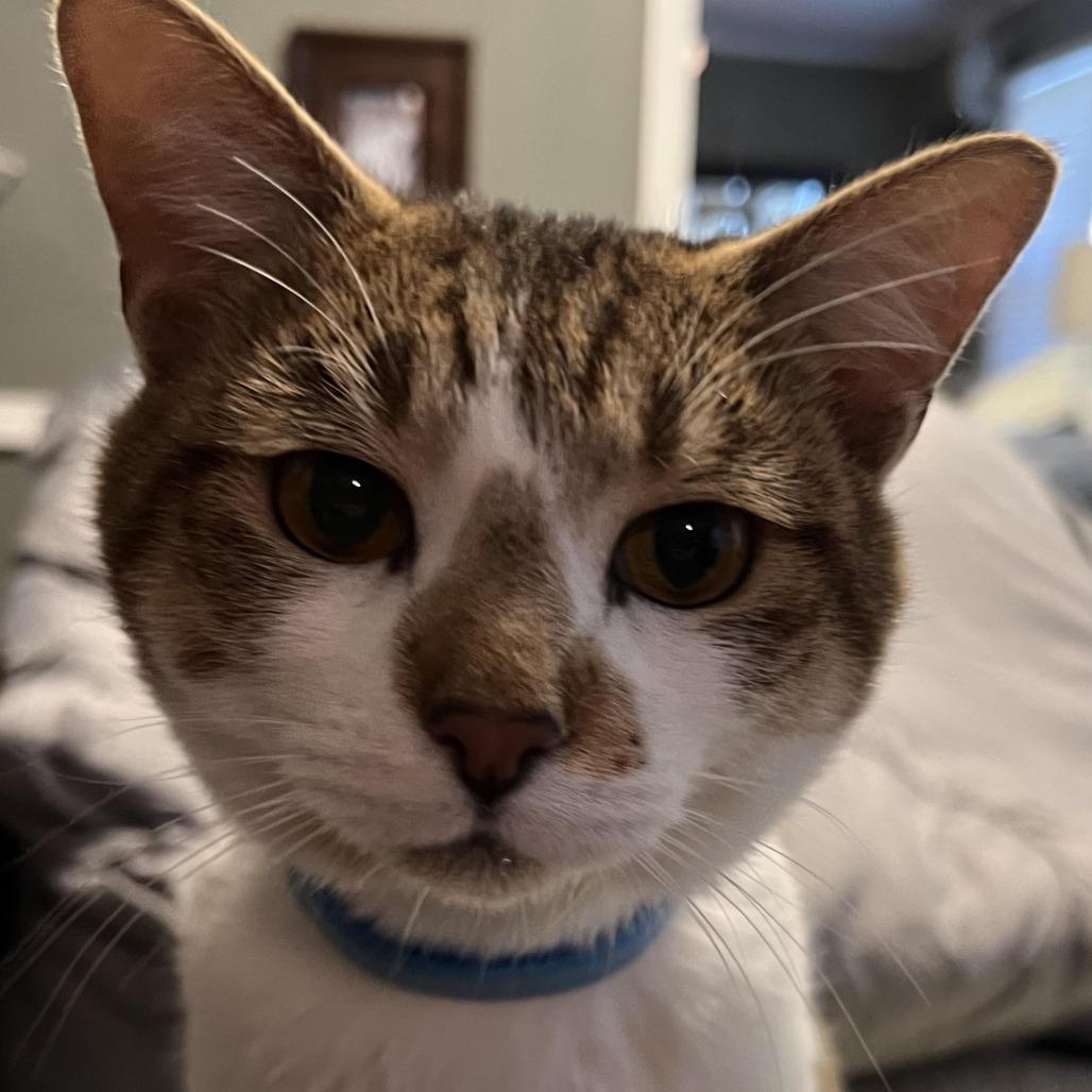 Enlarge Maple, a Adoptable Domestic Short Hair in Tulsa, OK image 2/4