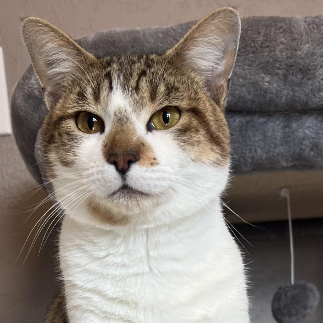 Enlarge Maple, a Adoptable Domestic Short Hair in Tulsa, OK image 4/4