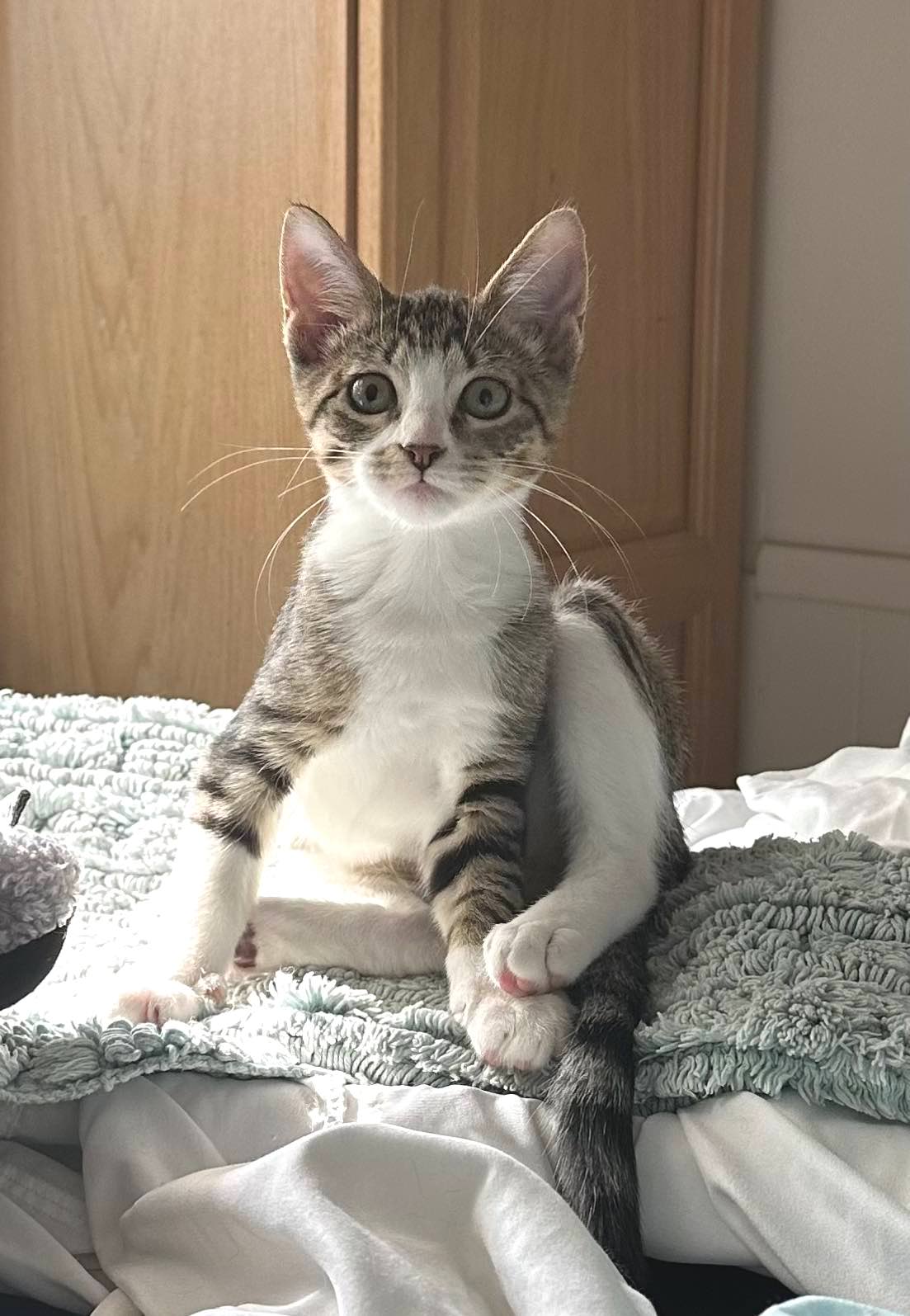 Cat for adoption Tatum (sister of Wren), a Domestic Short Hair