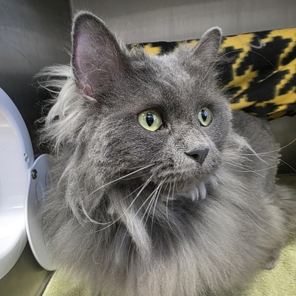 Anya, Adoptable, Adult Female Domestic Long Hair.