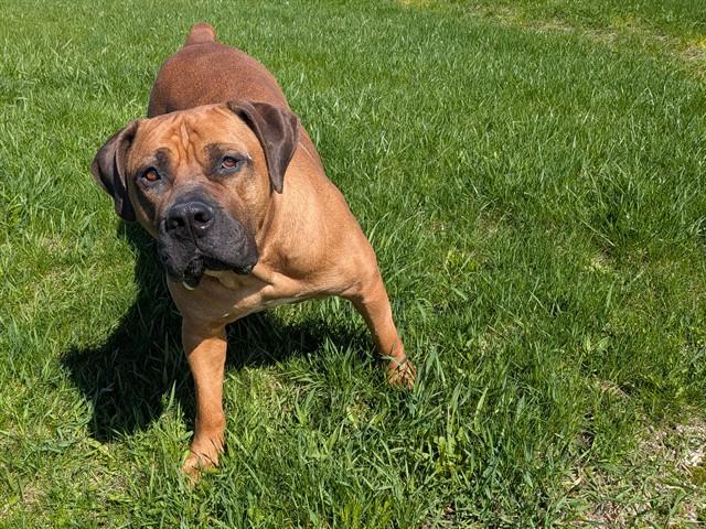 WINNIE, Adoptable, Adult Female Mastiff.