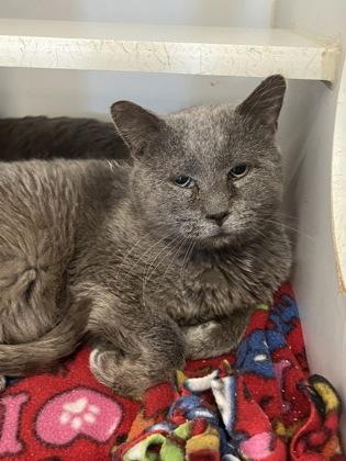 Bobby, Adoptable, Adult Male Domestic Short Hair & Domestic Short Hair.