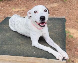 Enlarge Cali, a ADOPTABLE mixed breed in Henderson, TX image 2/6