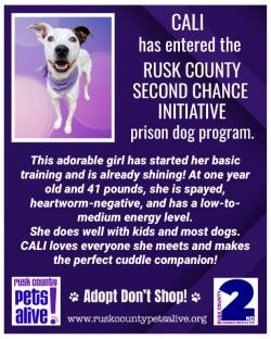 Enlarge Cali, a ADOPTABLE mixed breed in Henderson, TX image 5/6