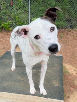 Enlarge Cali, a ADOPTABLE mixed breed in Henderson, TX image 3/6