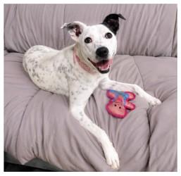Enlarge Cali, a ADOPTABLE mixed breed in Henderson, TX image 1/6