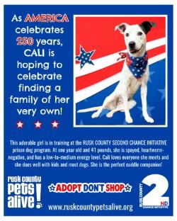 Enlarge Cali, a ADOPTABLE mixed breed in Henderson, TX image 6/6