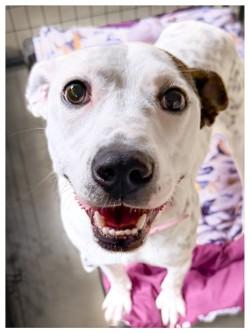 Enlarge Cali, a ADOPTABLE mixed breed in Henderson, TX image 4/6