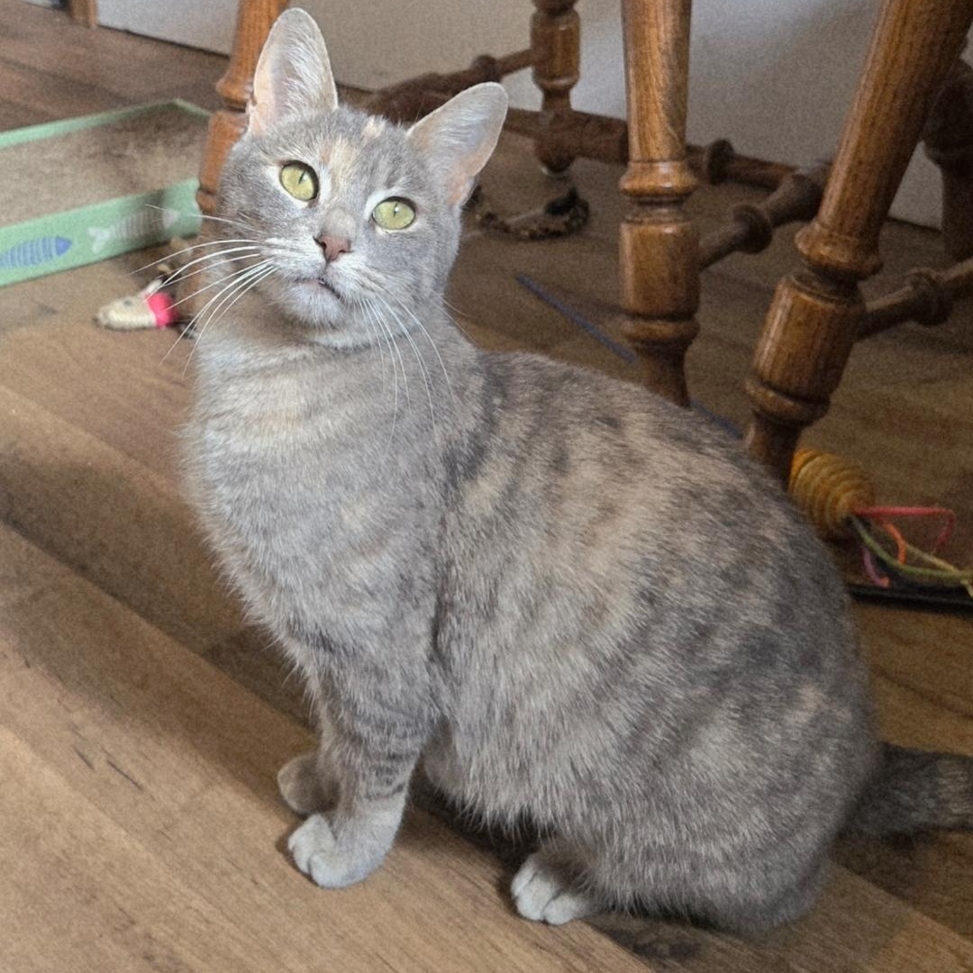 Fog, Adoptable, Young Female Domestic Short Hair.