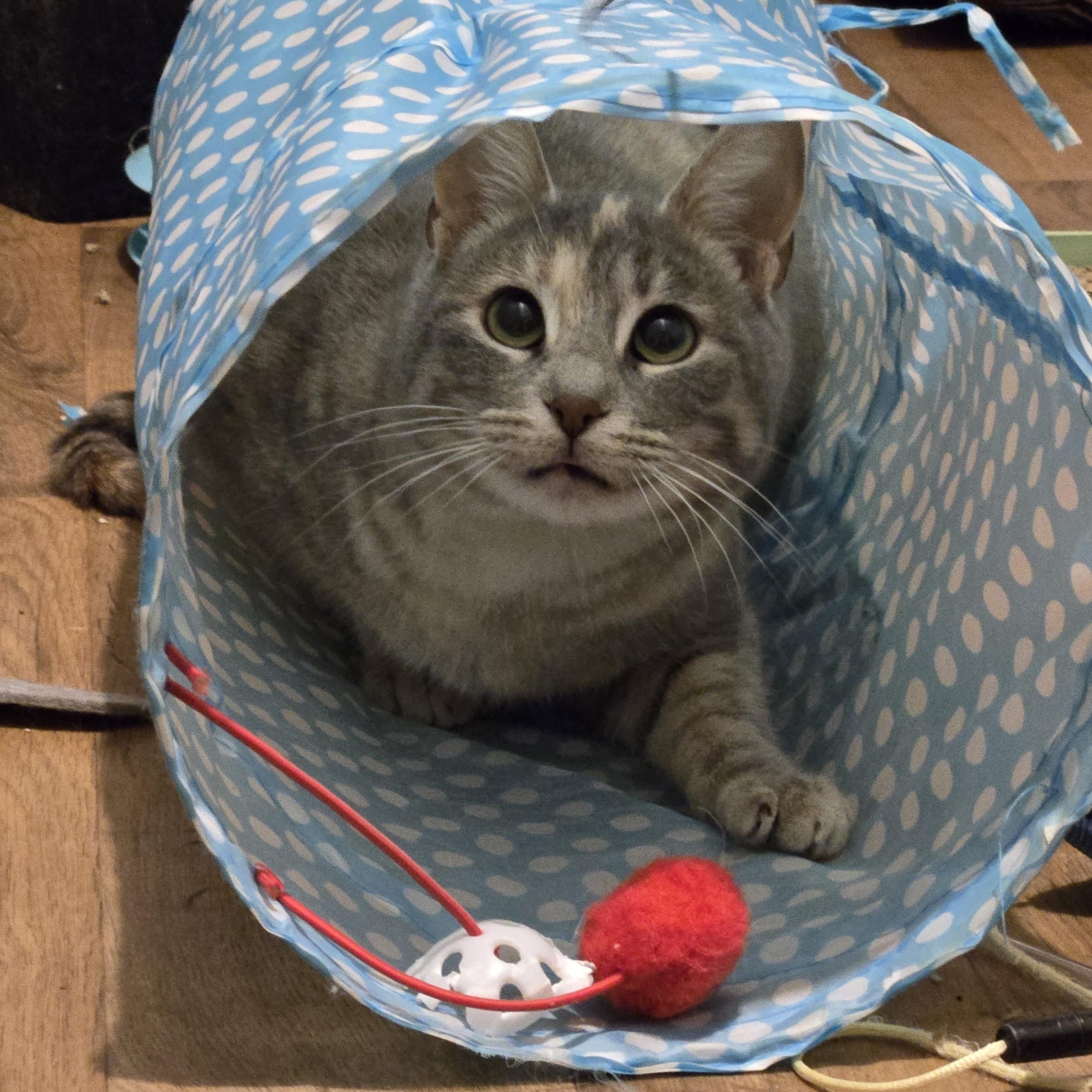 Enlarge Fog, a Adoptable Domestic Short Hair in Lincoln, NE image 5/6