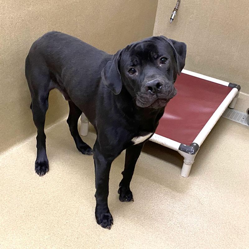 Enlarge Baloo #21658, a ADOPTABLE mixed breed in Monroe, GA image 1/1