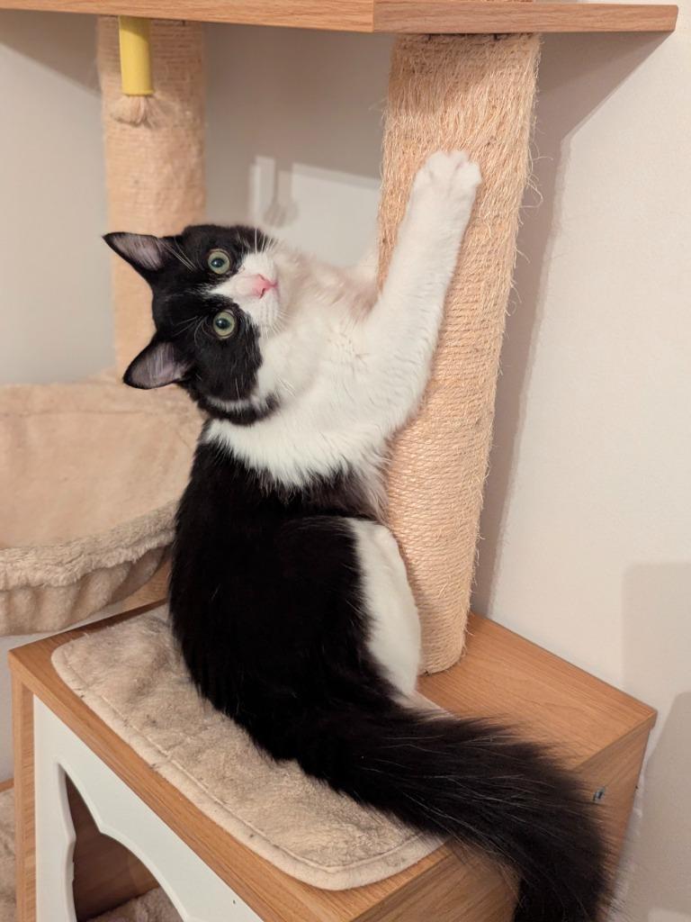 Pickpocket (Langley kitten #64), Adoptable, Kitten Male Domestic Short Hair.