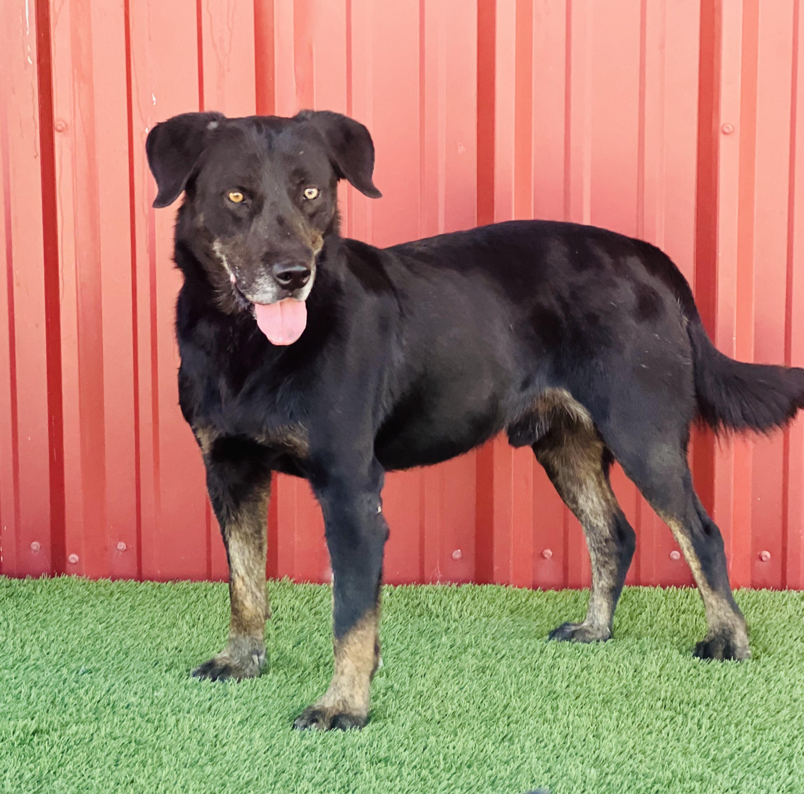 Enlarge Jack, a other mixed breed in Lubbock, TX image 1/6