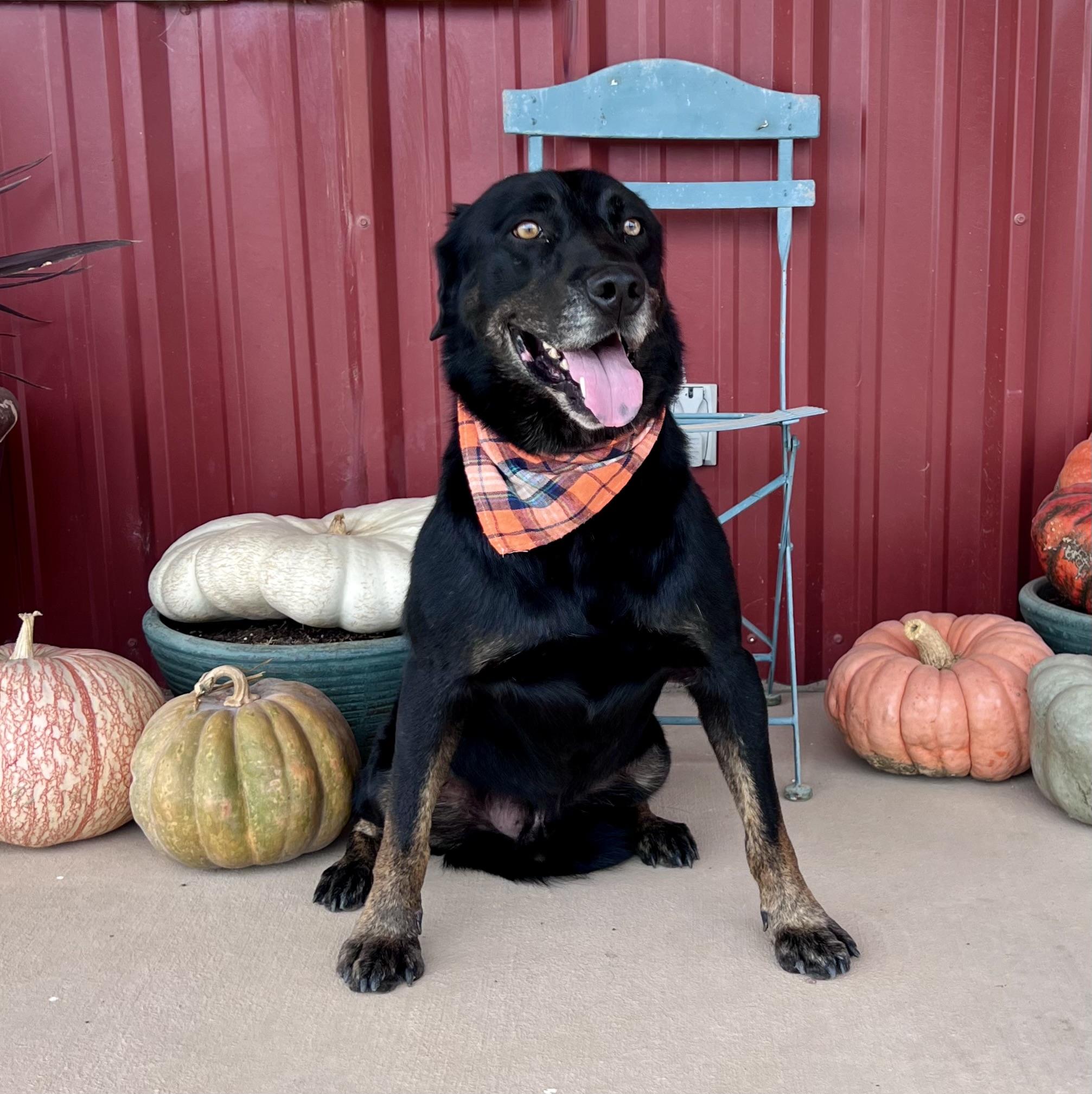 Enlarge Jack, a other mixed breed in Lubbock, TX image 3/6