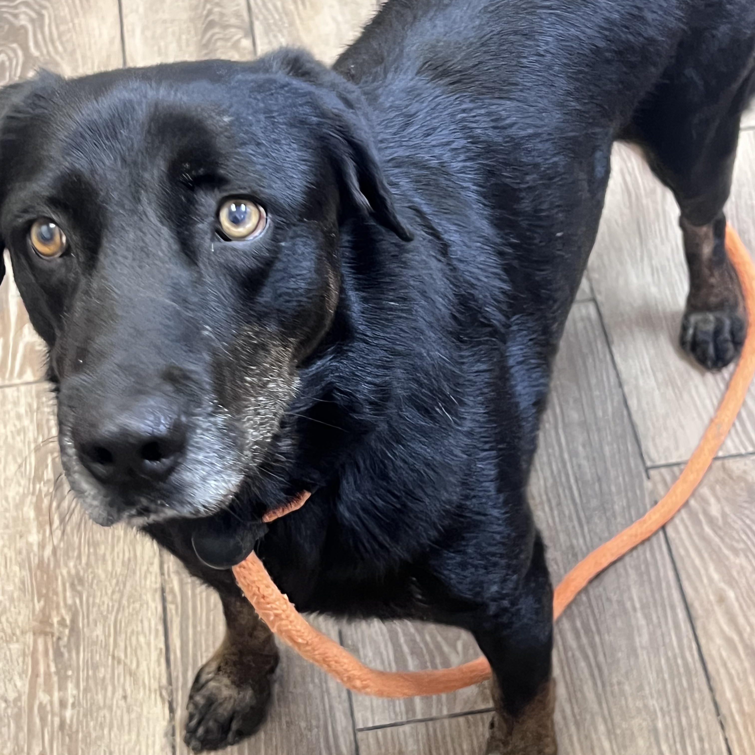 Enlarge Jack, a other mixed breed in Lubbock, TX image 5/6