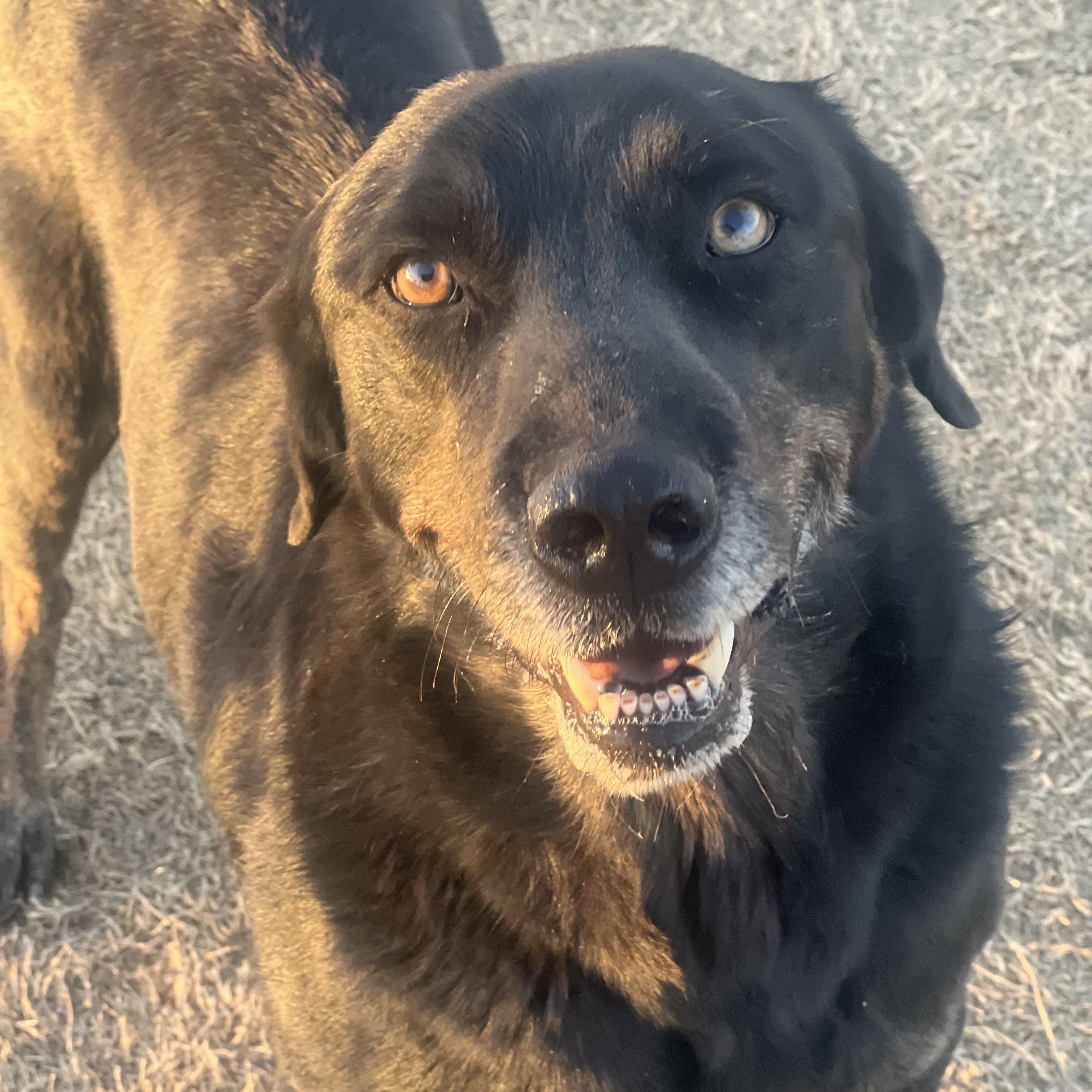 Enlarge Jack, a other mixed breed in Lubbock, TX image 2/6