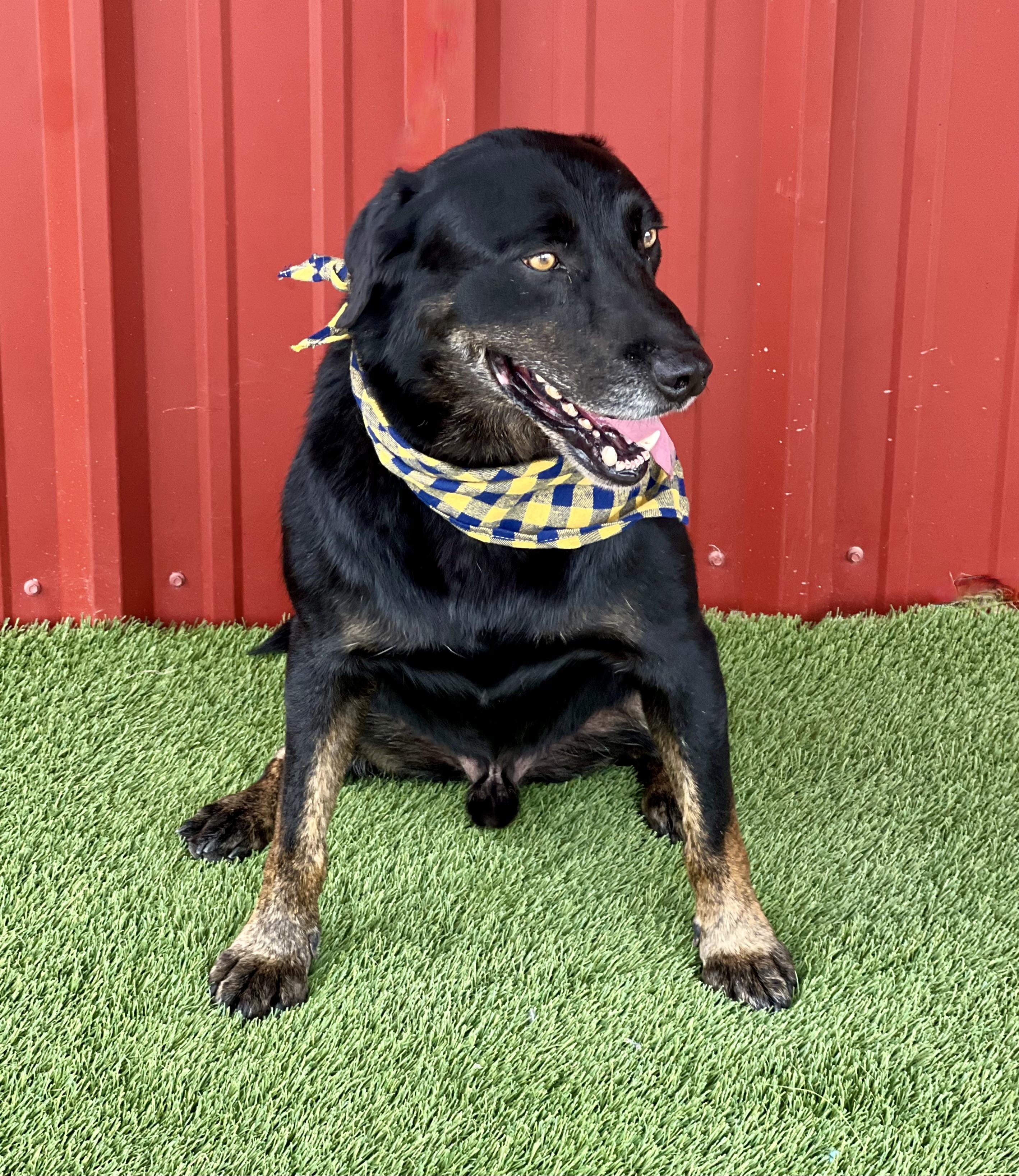 Enlarge Jack, a other mixed breed in Lubbock, TX image 4/6