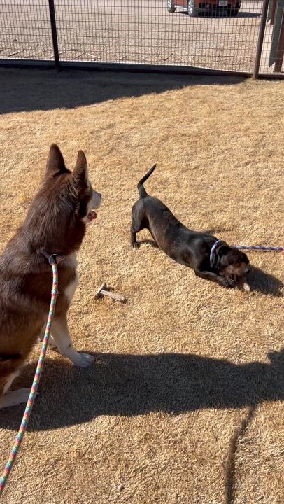 Enlarge Jack, a other mixed breed in Lubbock, TX video 6/6