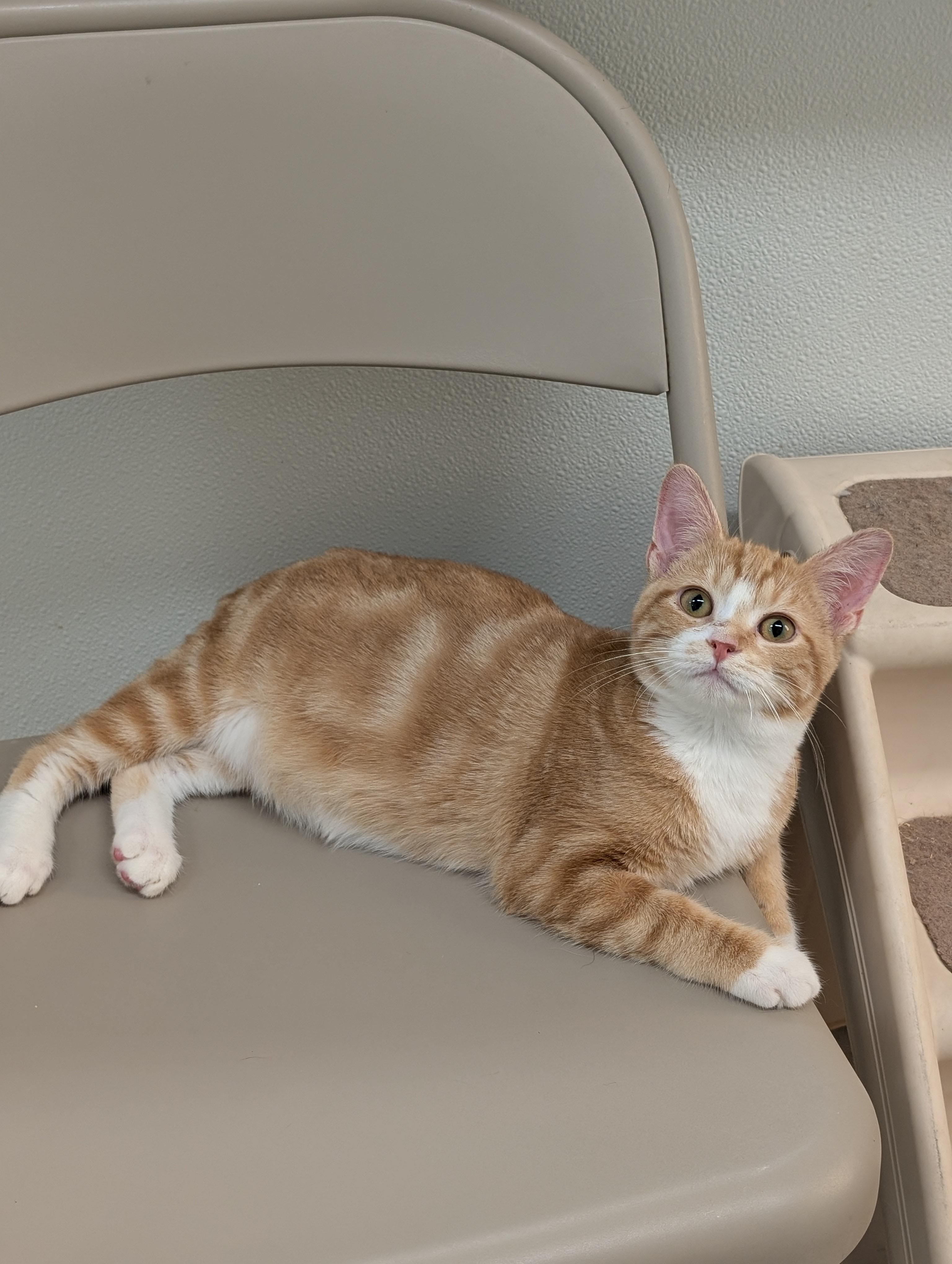 Tripp, adopted, Kitten Male Domestic Medium Hair.