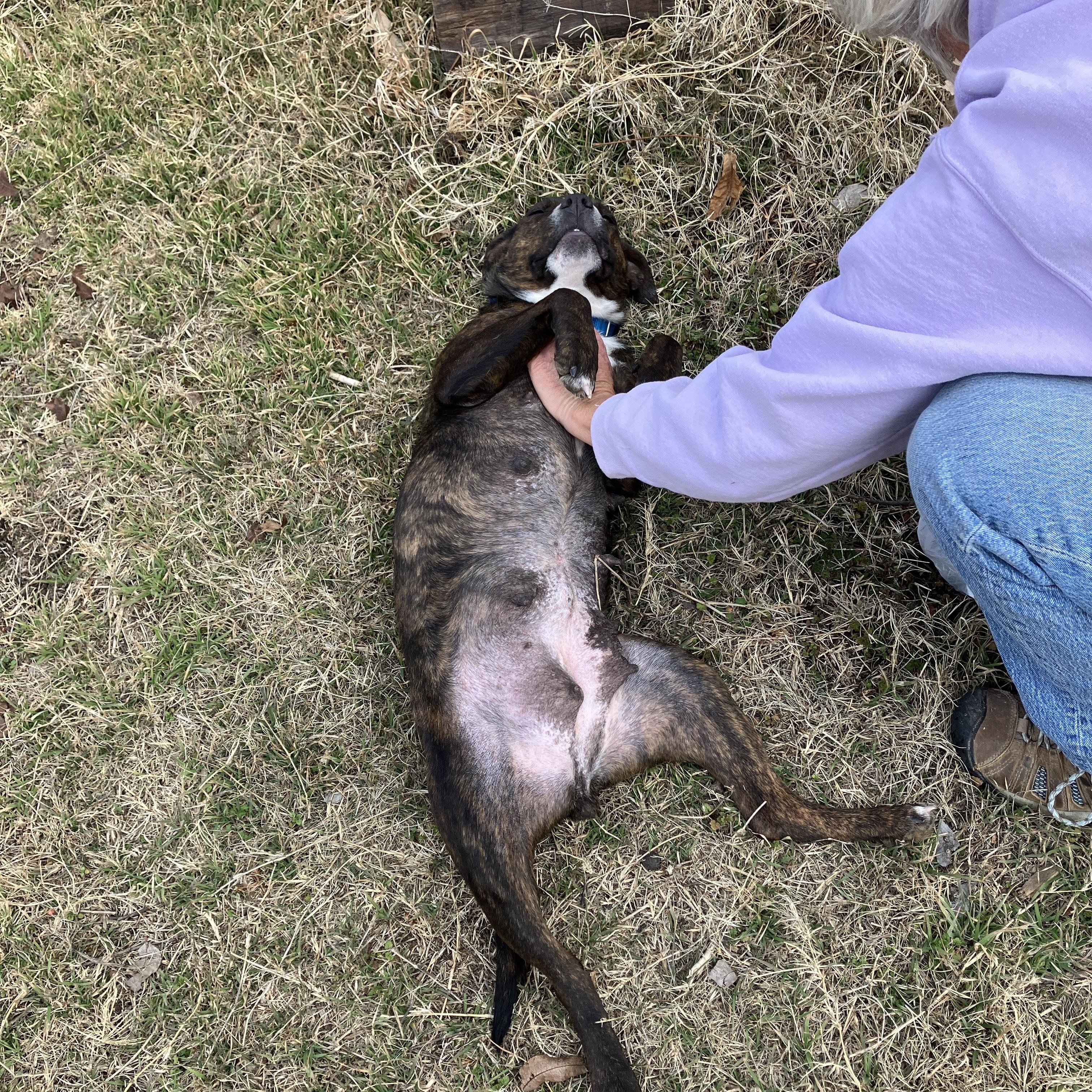 Enlarge LANEY- Chief Cuddle Officer (CCO), an adopted mixed breed in Stephenville, TX image 5/6