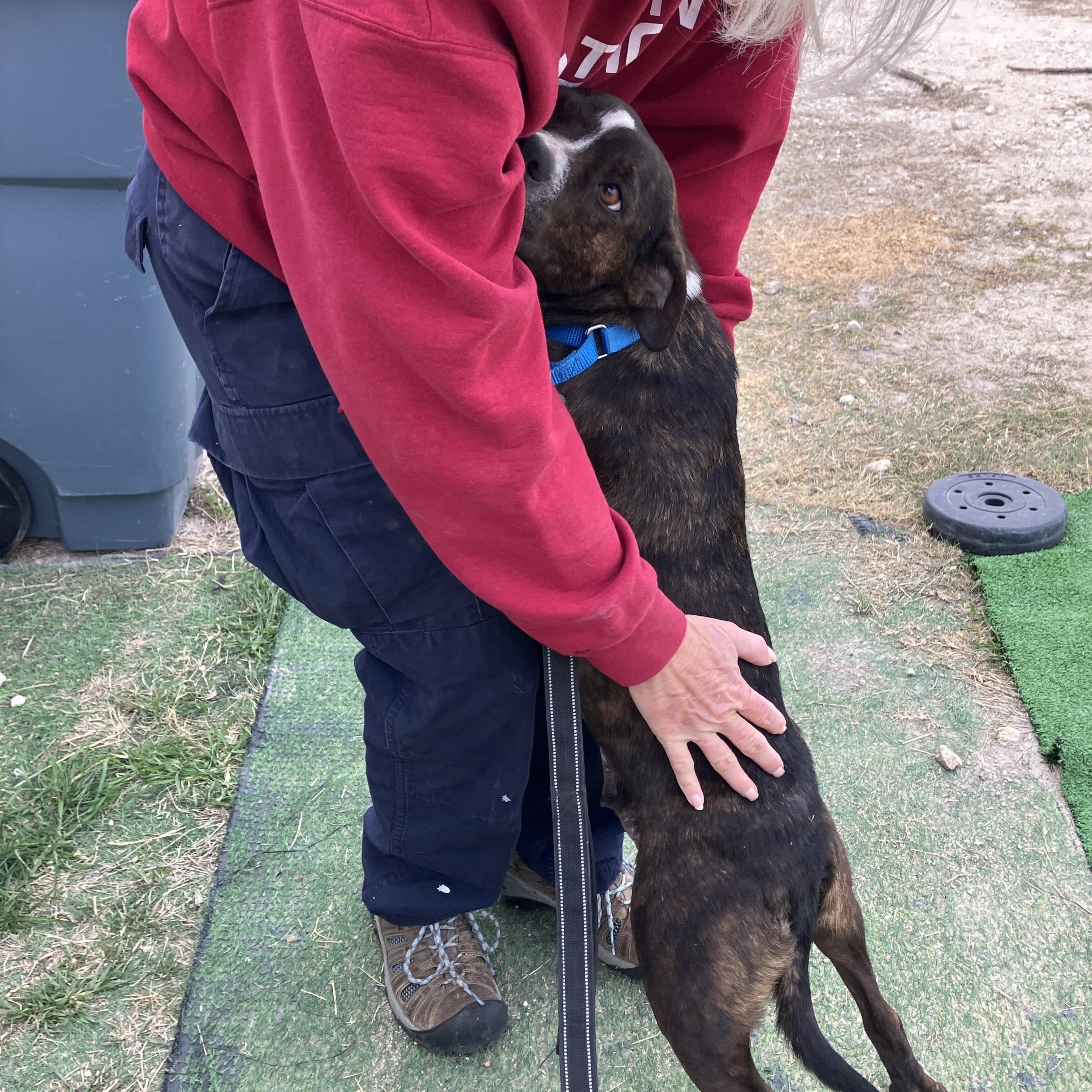 LANEY- Chief Cuddle Officer (CCO), adopted, Adult Female Boxer & Mixed Breed.