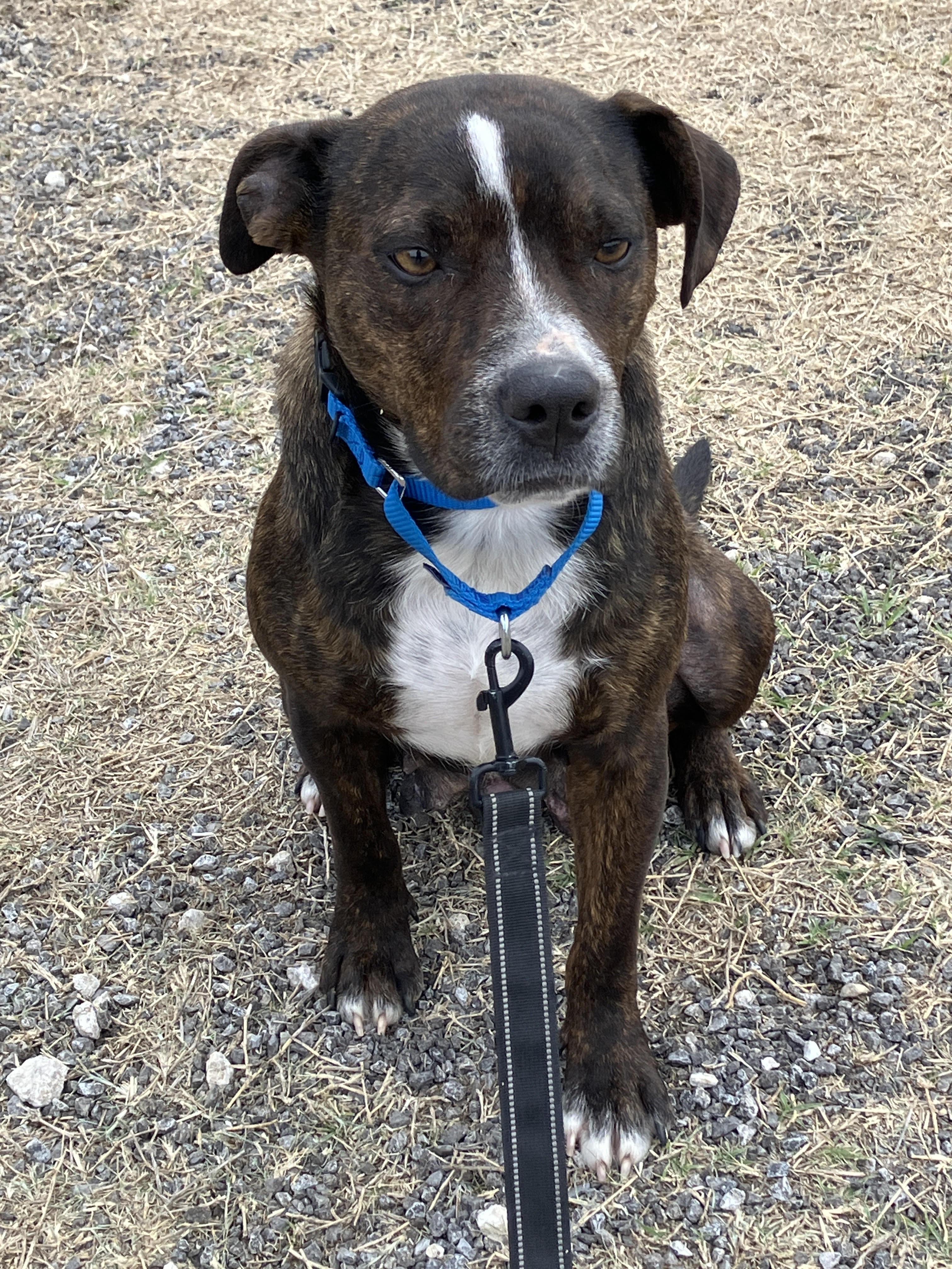 Enlarge LANEY- Chief Cuddle Officer (CCO), an adopted mixed breed in Stephenville, TX image 2/6