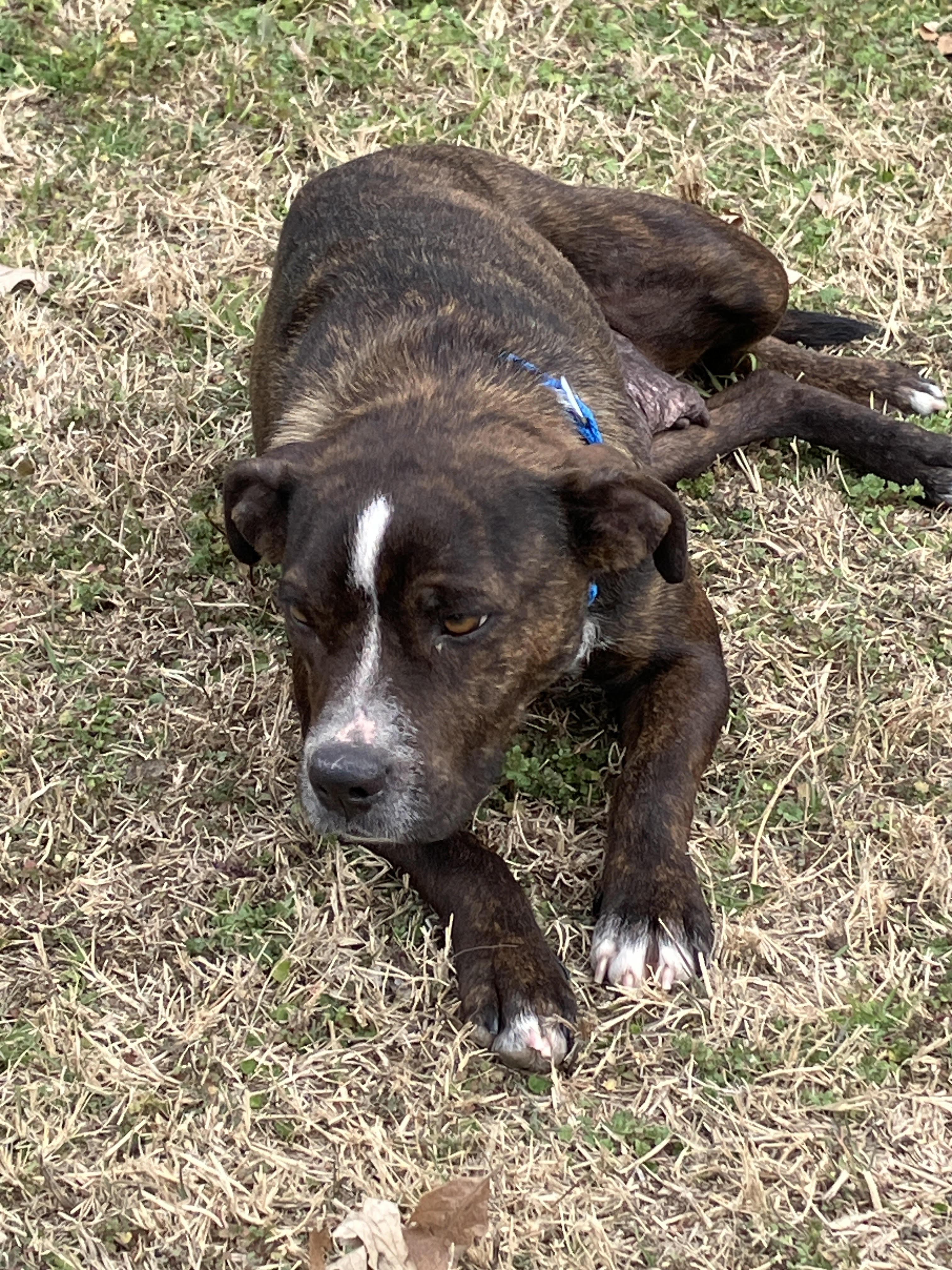 Enlarge LANEY- Chief Cuddle Officer (CCO), an adopted mixed breed in Stephenville, TX image 4/6