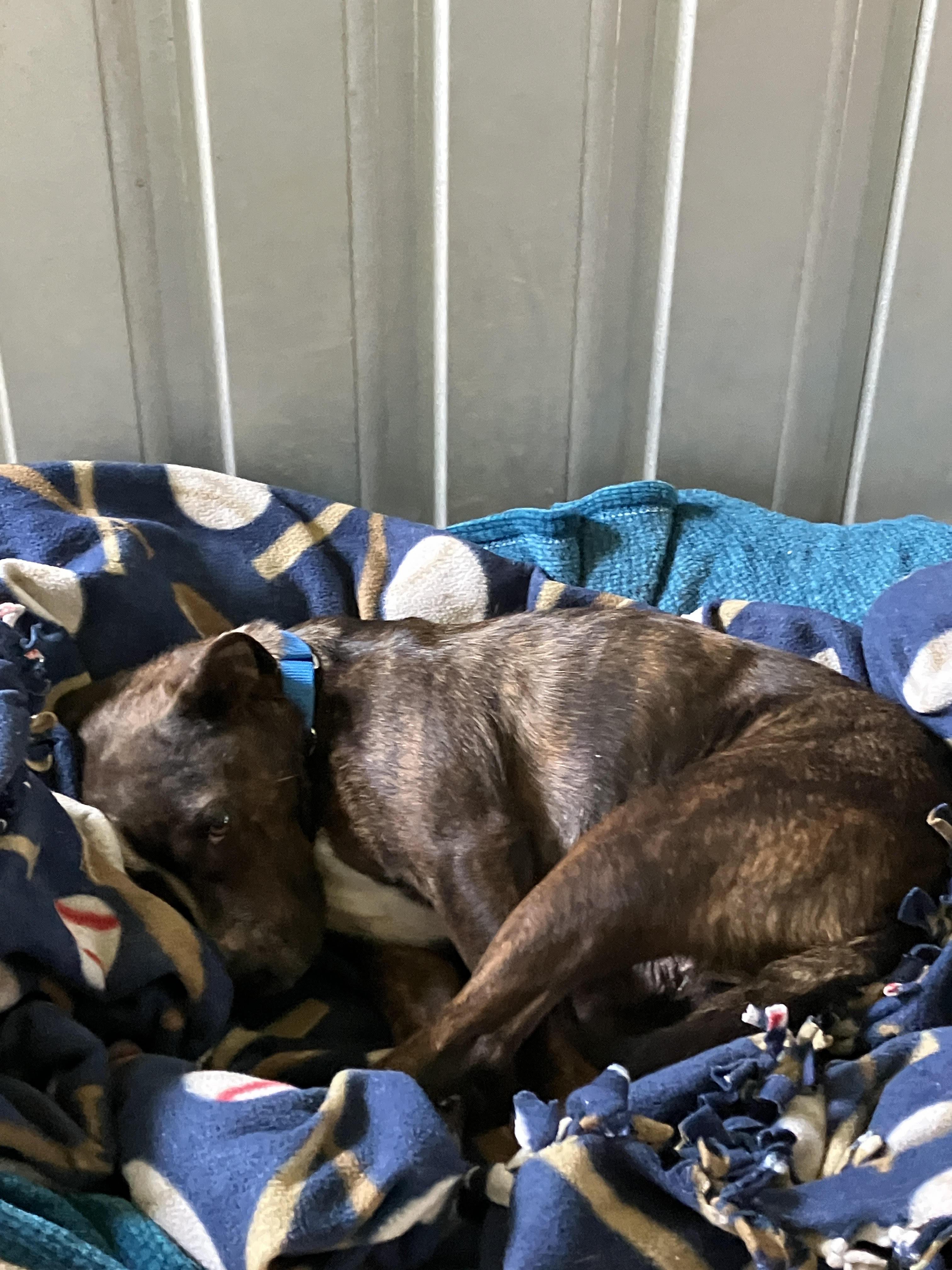 Enlarge LANEY- Chief Cuddle Officer (CCO), an adopted mixed breed in Stephenville, TX image 3/6