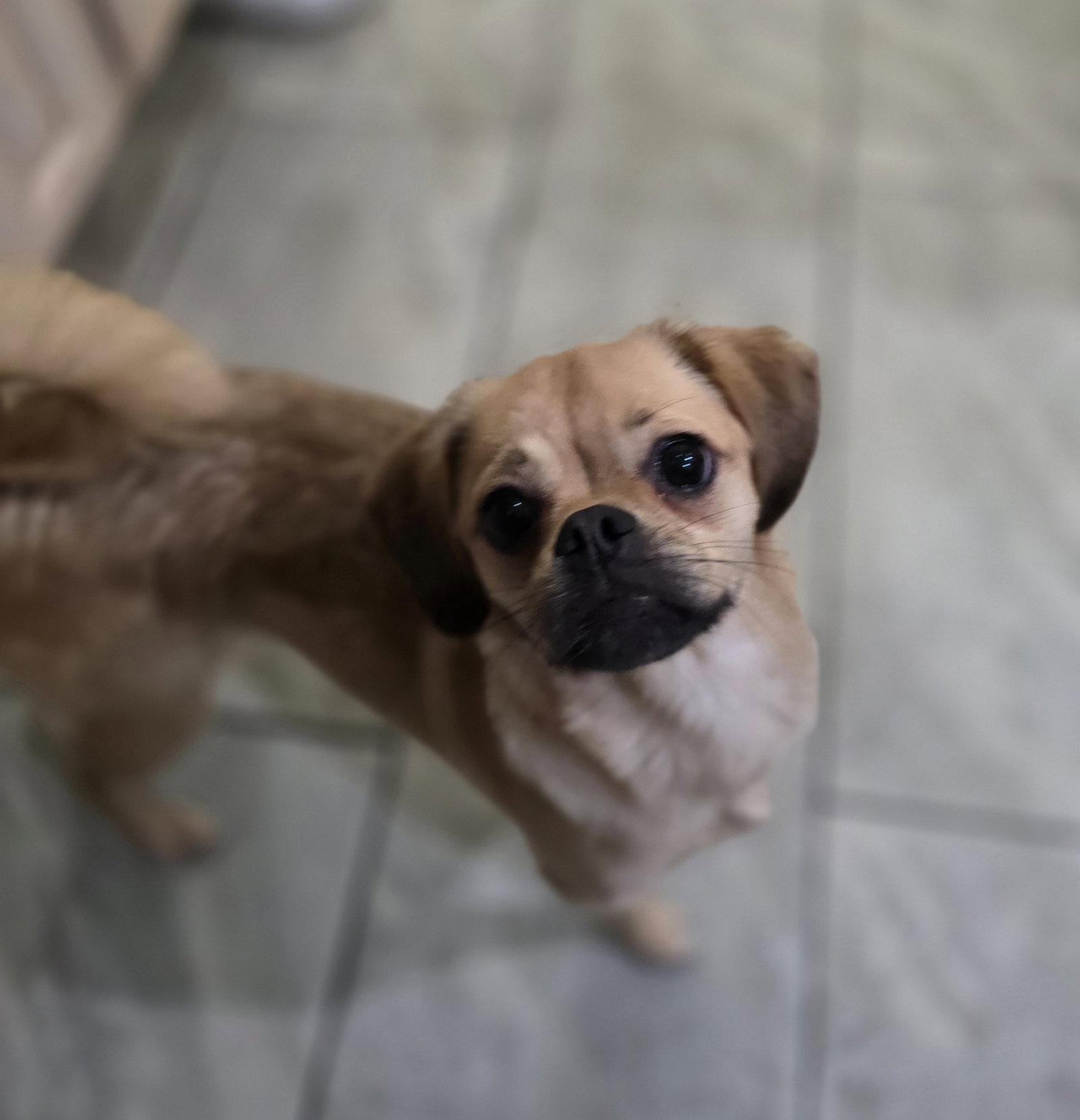 Enlarge Lily, a Adoptable Pug in Morganville, NJ image 1/1