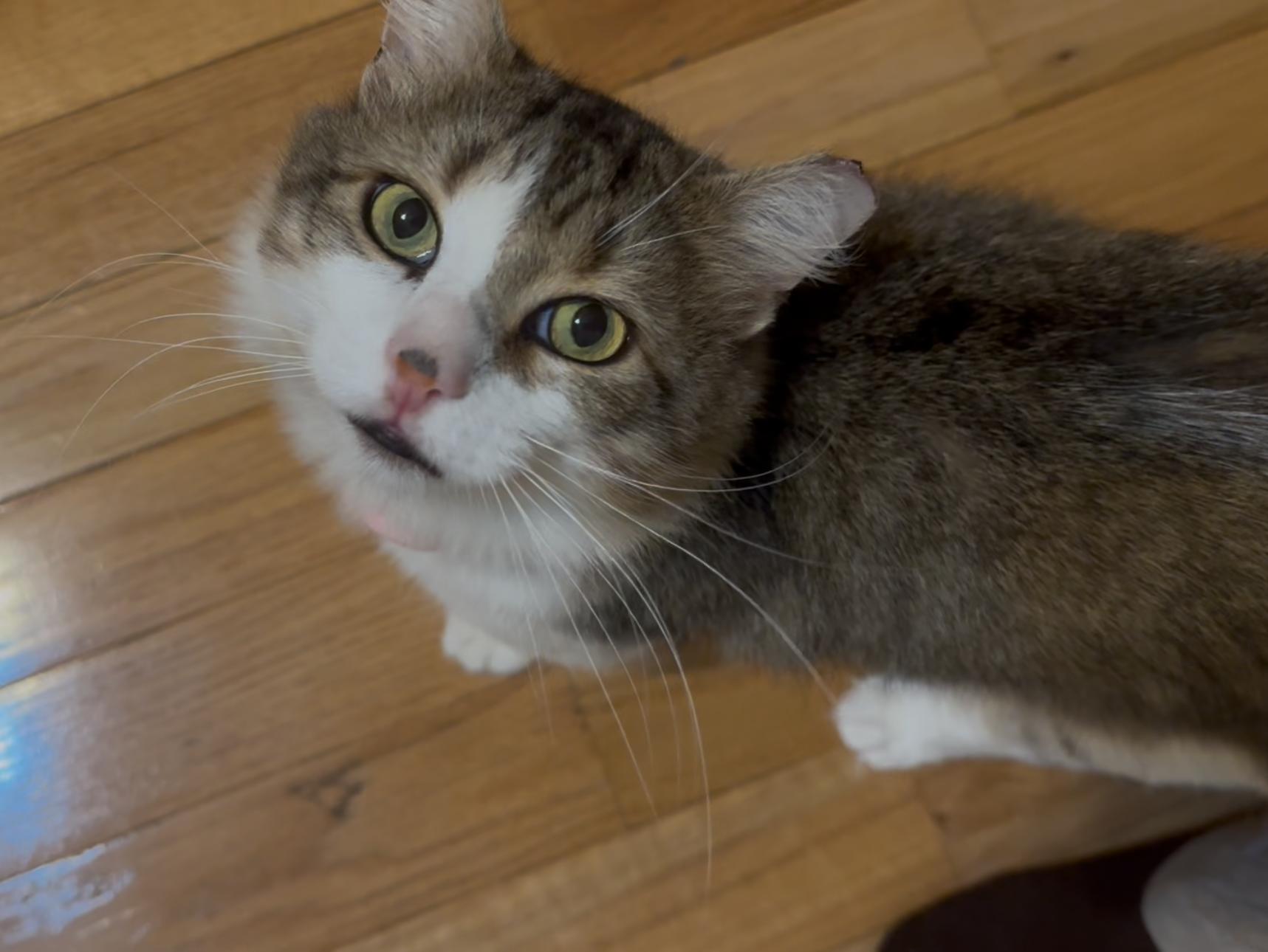 Enlarge Obbie Ogden, an adopted Manx in Philadelphia, PA image 2/6