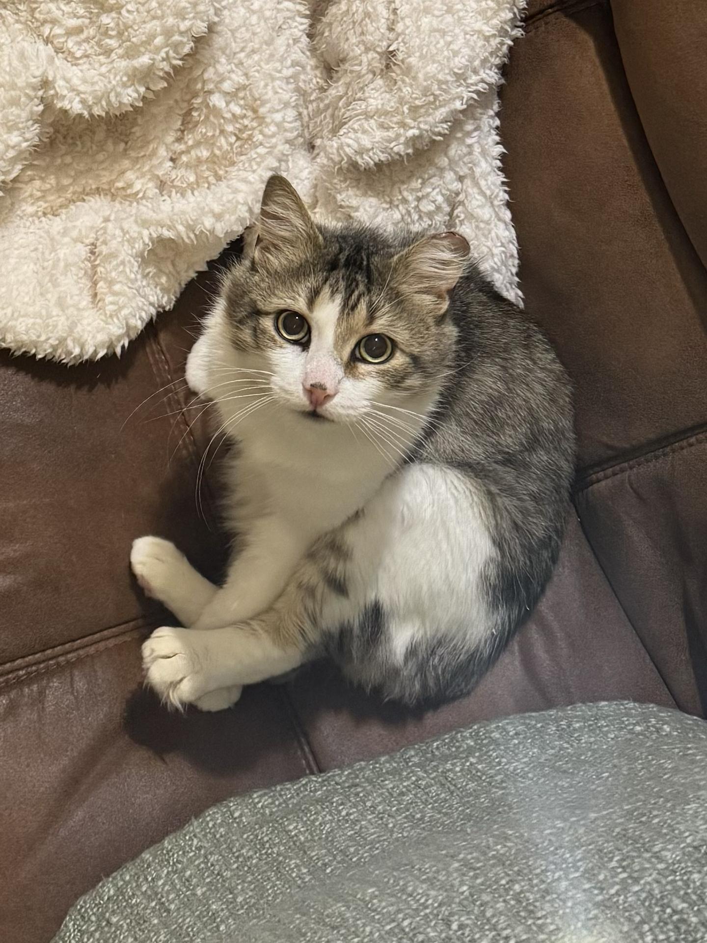 Enlarge Obbie Ogden, an adopted Manx in Philadelphia, PA image 1/6