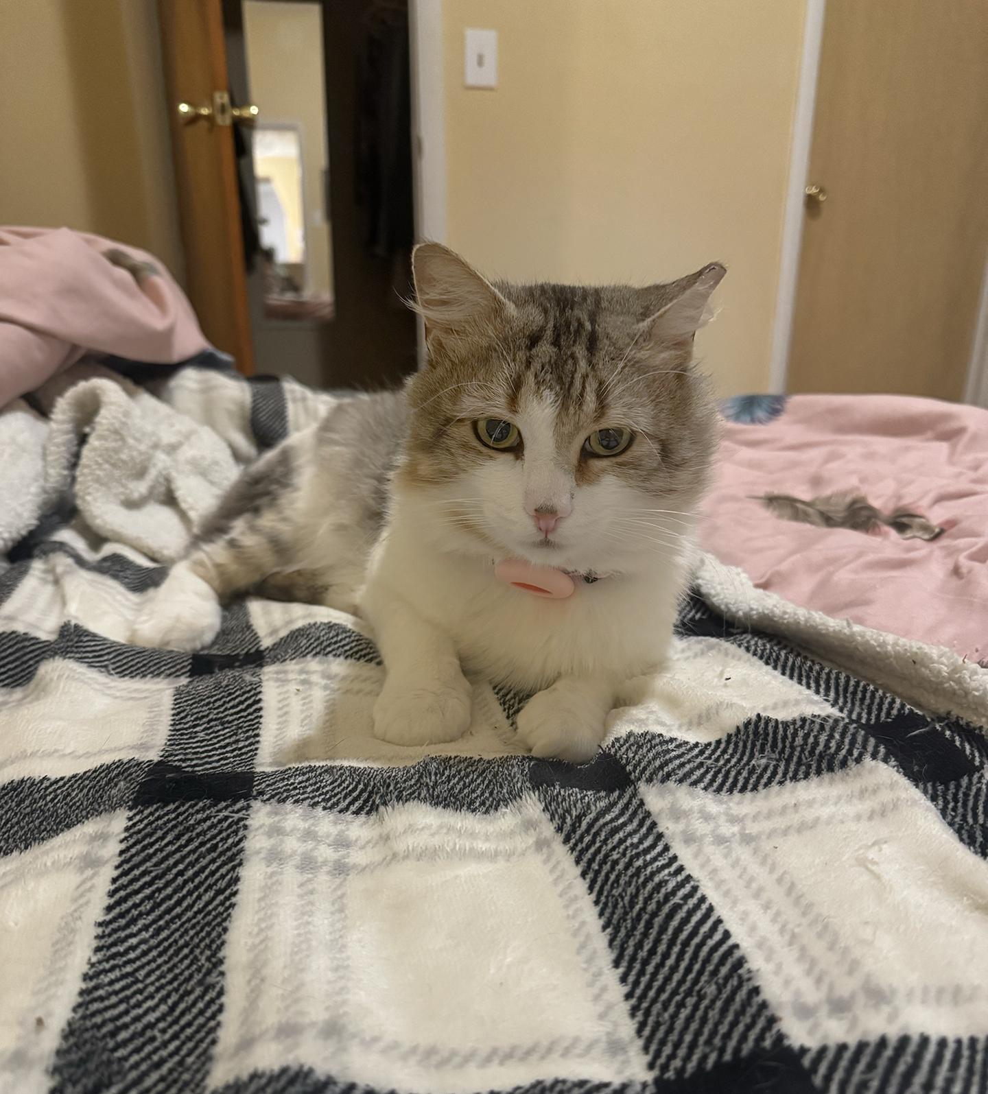 Enlarge Obbie Ogden, an adopted Manx in Philadelphia, PA image 3/6