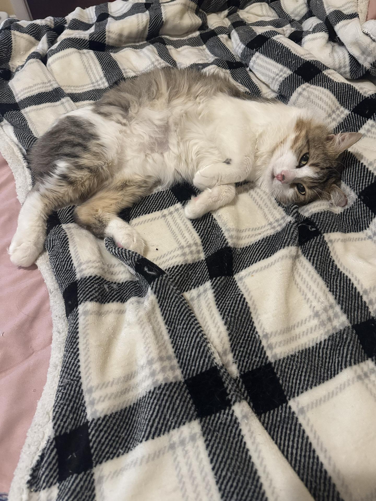 Obbie Ogden thumbnail 4