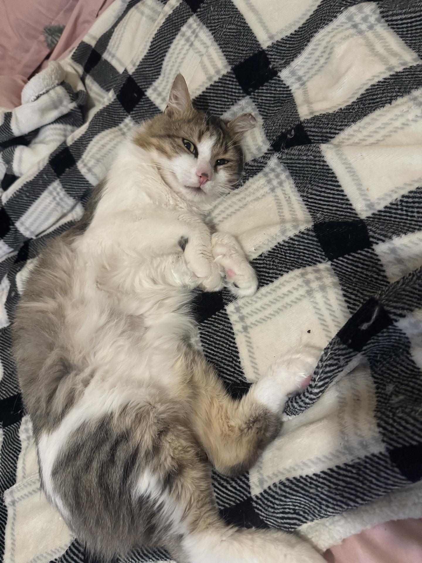 Enlarge Obbie Ogden, an adopted Manx in Philadelphia, PA image 5/6