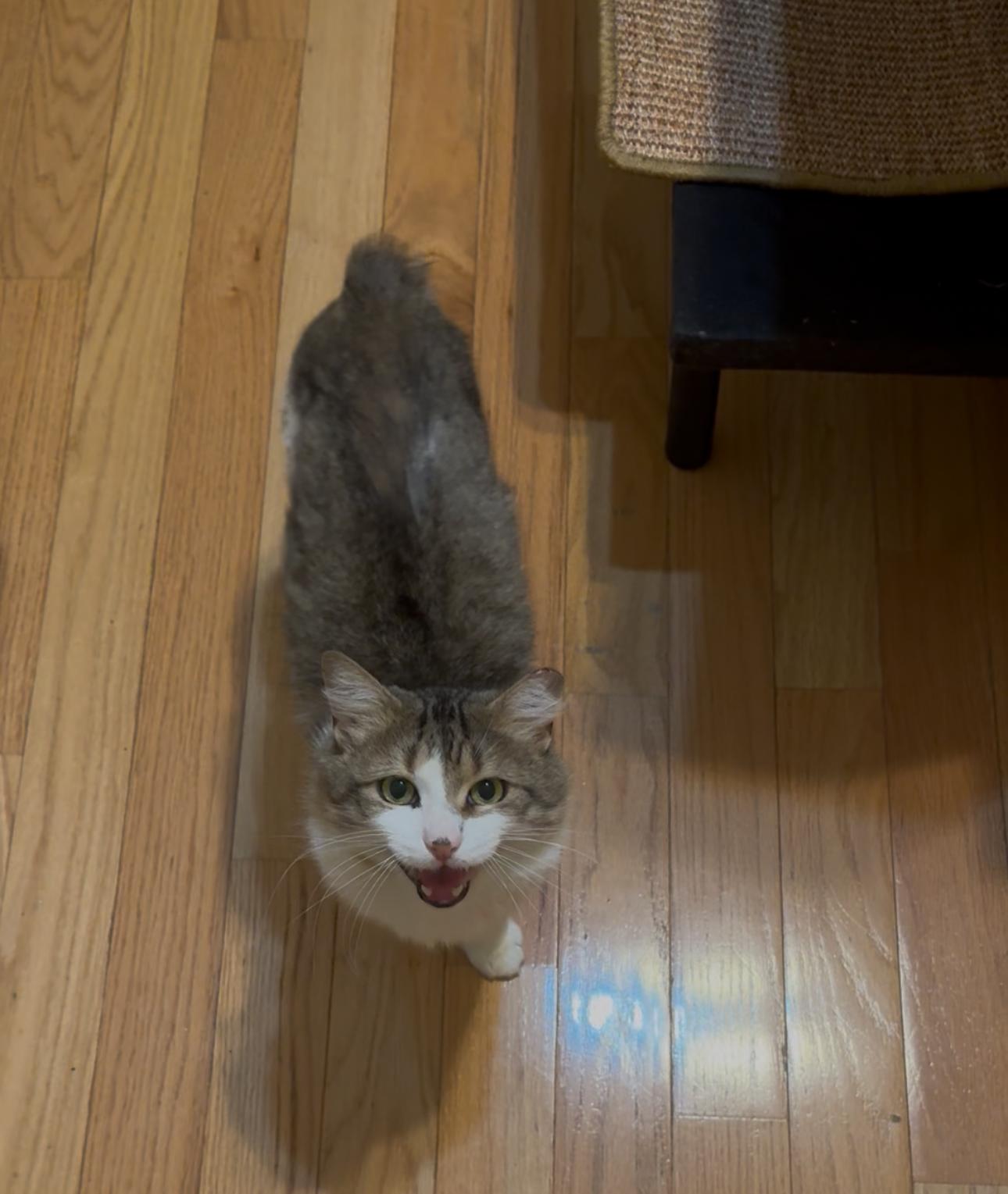 Obbie Ogden thumbnail 6