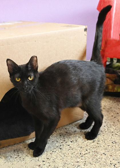 Raven, Young Male Domestic Short Hair