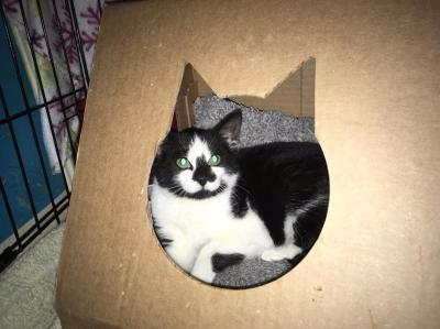 Enlarge Dutchess, an adoptable Domestic Short Hair in East Brunswick, NJ image 1/1