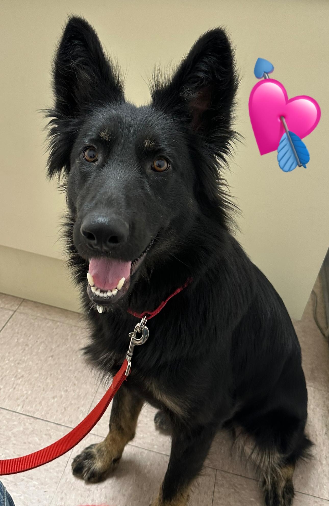 Enlarge Ella, a Adoptable mixed breed in Knightsen, CA image 1/4